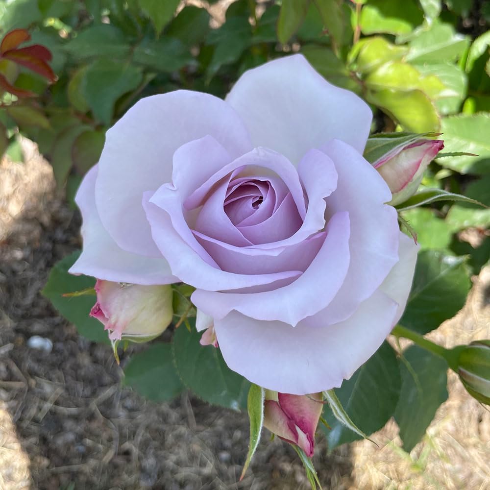 Rose Bush Live Plant, Fragrant Rose Plant Live for Planting, 5-10 Inch Tall, Ornamental Rose Flowers, No Pot (Light Purple Rose)