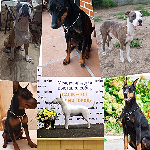 Heavy Duty Dog Choke Collar Slip Dog P Chain Snake Collar Plating Anti-Rust Dog Training Collars for Small Large Dogs Black/Gold/Silver/Rose Gold 15.5in-29.5in (15.5in, Rose Gold) Heavy Duty Dog Choke Collar Slip Dog P Chain Snake Collar Plating Anti-Rust Dog Training Collars for Small Large Dogs Black/Gold/Silver/Rose Gold 15.5in-29.5in (15.5in, Rose Gold)