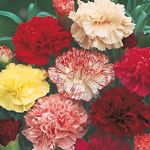 Rare Exotic " Double Mixed " Carnation 30 Seeds Pack for growing-image-12