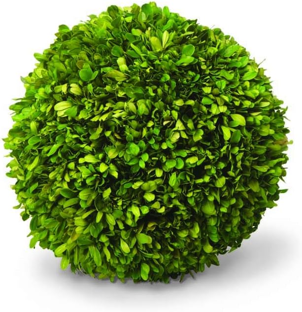 7 Inch Preserved Boxwood Ball