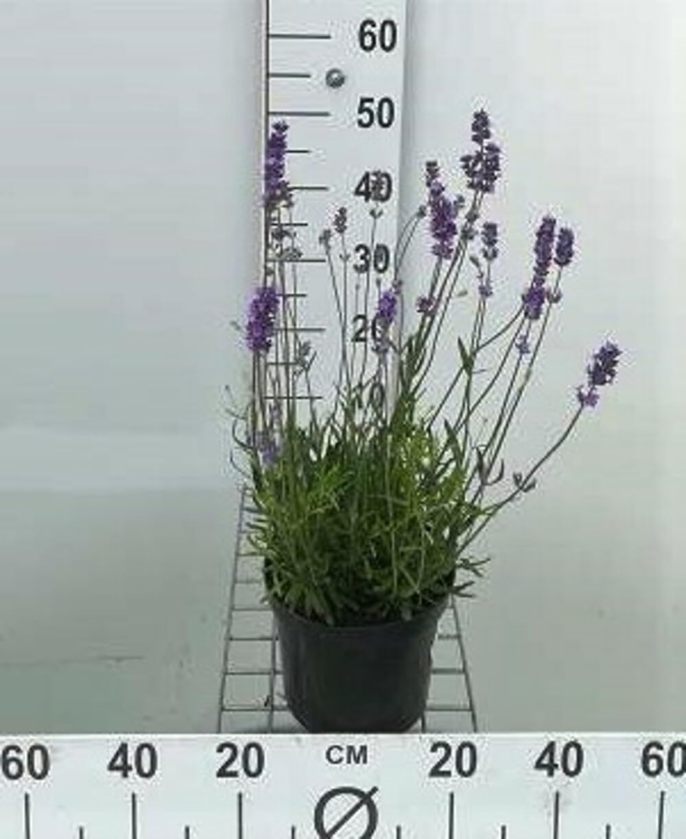 Lavande Munstead pot 3L : la solution pour un jardin fleuri sans arrosage