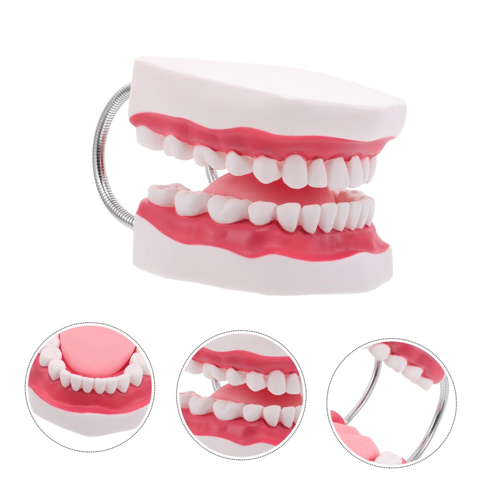 Modello di Protesi Dentaria Ortodontica Modelli di Denti per Istruzione Modello di Dente Umano Strumento di Intaglio per Studenti di Odontoiatria