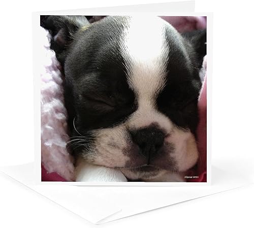 Miniatura 5 de 3dRose Boston Terrier Puppy - Tarjetas de felicitación, 6 x 6 pulgadas, juego de 6 (gc_22237_1)