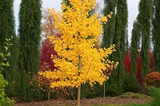 3-6 inches Tall Ginkgo biloba ‘Saratoga’, Male, grafted Tree 1 Year Old