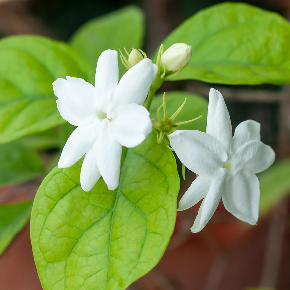 ITANSE Jasmine Hanabijin 9cm 2-Piece Set Selectable Flower Tree Sapling Scientific Name Jasminum 'Hanabijin' Oleaceae Genus Ligustrum Semi-evergreen Evergreen Shrub Hanabijin is a variety of Jasmine