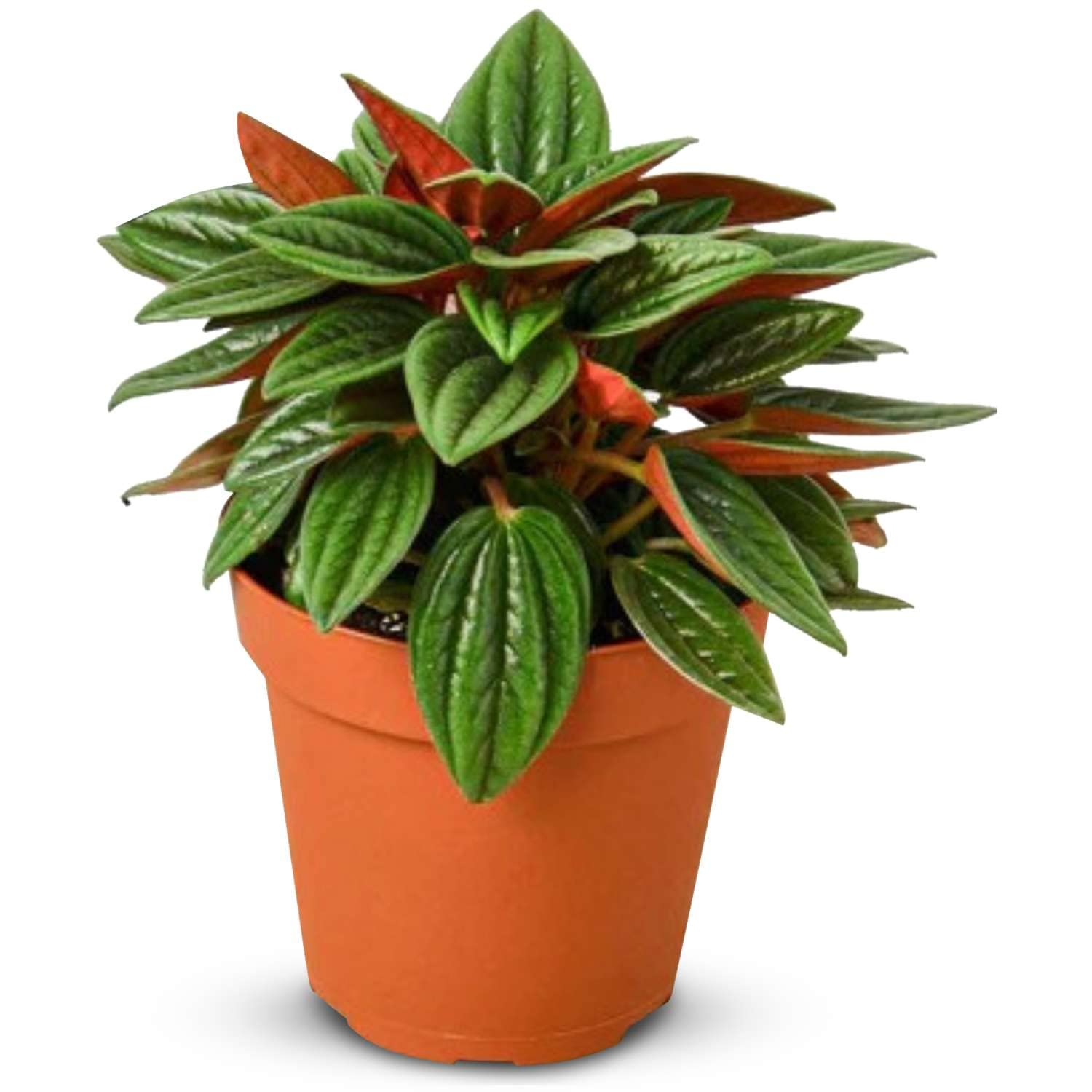 Peperomia Rosso Thirsty Leaves
