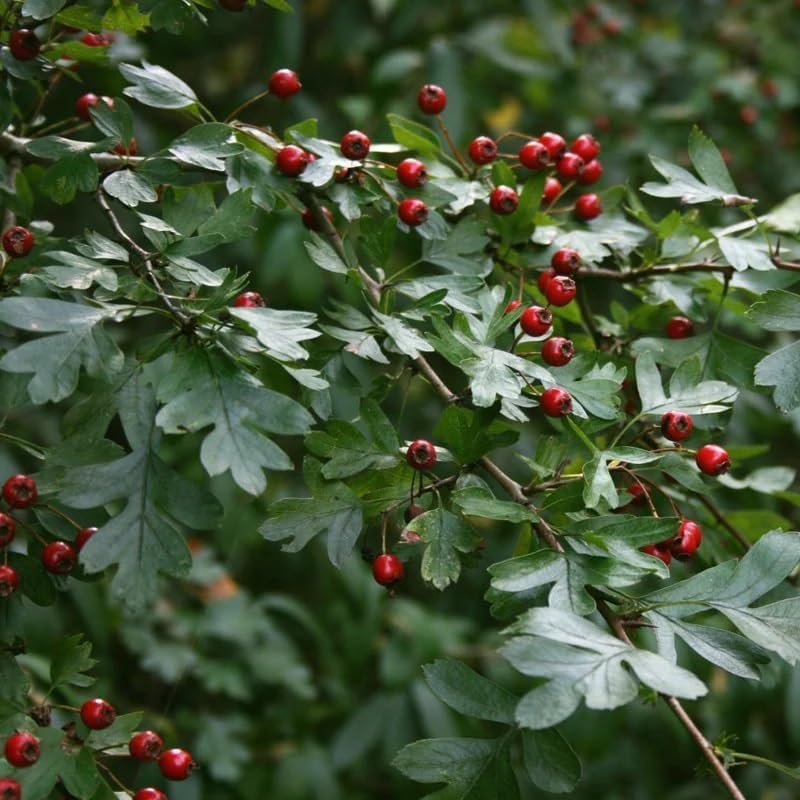 Crataegus monogyna (Single Seed English Hawthorn) Shrub Seeds, Attractive Flowers, Colorful Berries, Seeds by MySeeds.Co, You Choose The Amount (1 LB)