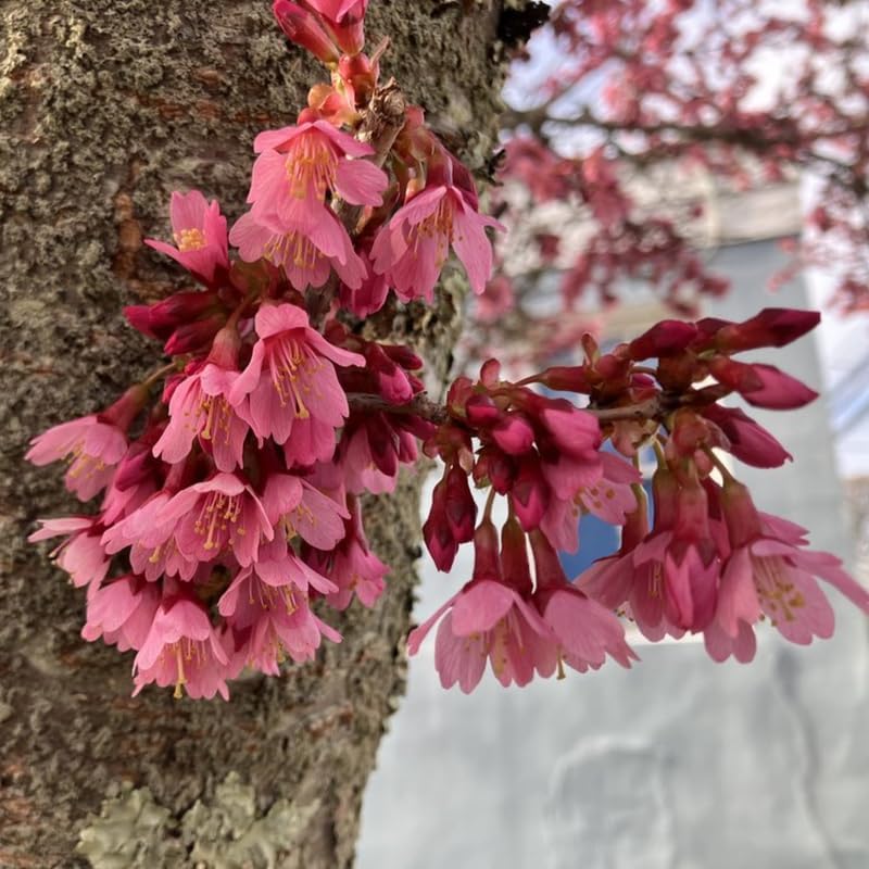 2 Pink Cherry Blossom Plants, Live Dark Pink Cherry Blossom Tree Live Plants, 8 to 10 Inch Tall Cherry Blossom Plants in Pot, Live Perennial Cherry Flower Starter Plants