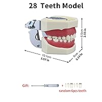Vista 2 de Modelo de 28 dientes Typodont desmontables, modelo de dientes dentales modelo de enseñanza con goma suave para practicar y estudiar, con un