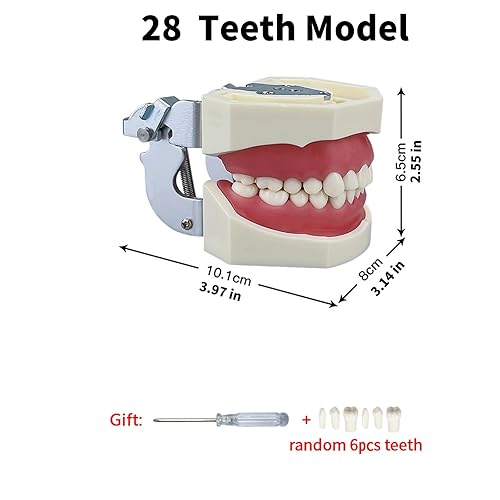 Miniatura 57 de 2 modelos de dientes estándar, modelo dental para adultos, modelo estándar de demostración de Typodont para niños, enseñanza dental, pantalla