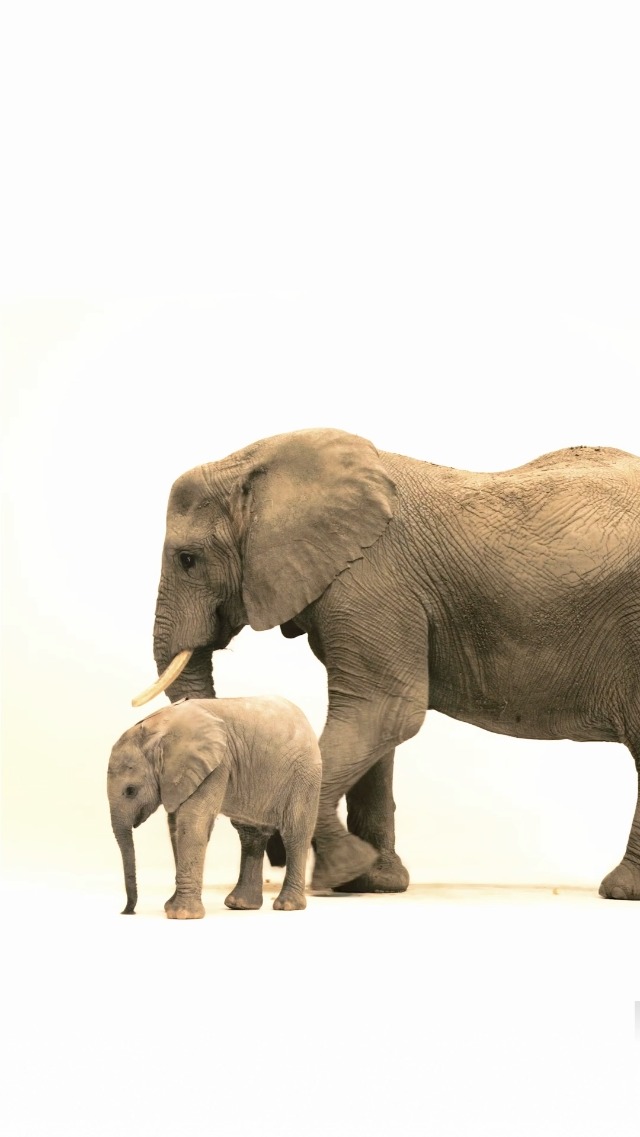 Image of National Geographic Photo Ark Babies: Growing Up in the Animal World (The Photo Ark)