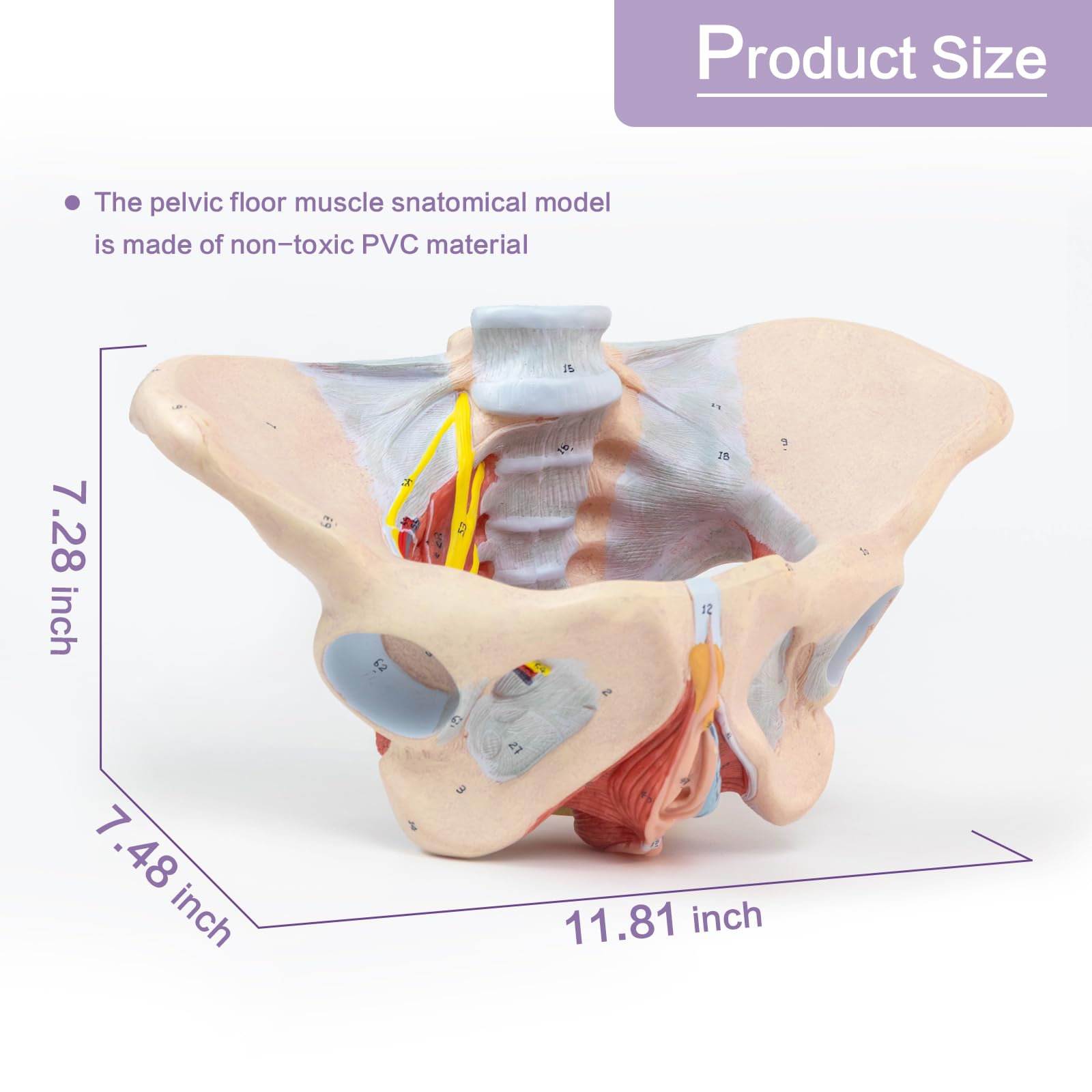 1:1 Lebensgröße Menschliches weibliches Beckenmodell mit Beckenboden Muskeln Perineal Modell Alles in einem weiblichen Anatomie Modell Skelett für den Unterricht der Physiologie Hygiene von Anatomie