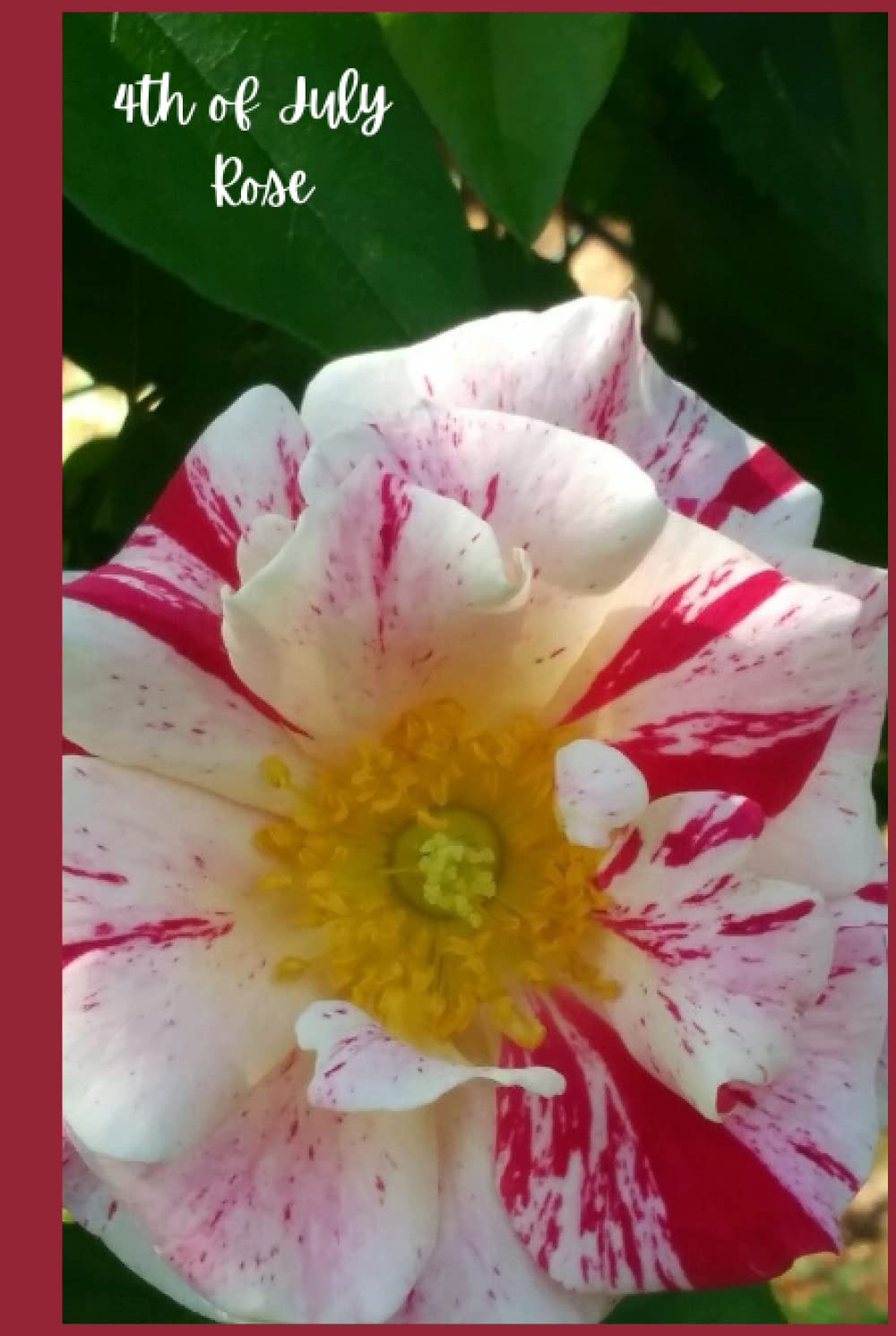 4th of July Rose: Notebook