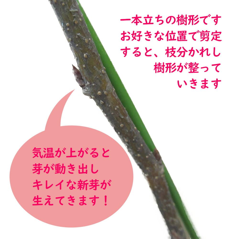 Amazon.co.jp: 四季成り マルベリー 「 シャルロット リュス 」 挿木