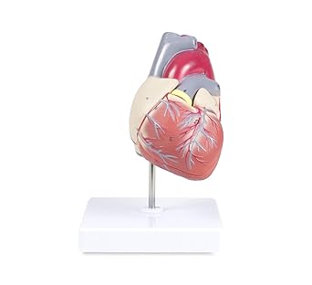 Vision Scientific VAC405-AN Life Size Human Heart Model - 2 Parts
