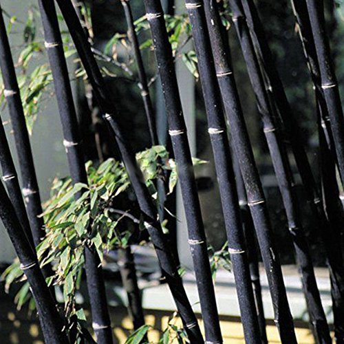Black Purple Bamboo Seeds, 50Pcs Giant Phyllostachys MosoBamboo Seeds