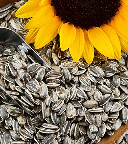 AVI CRAVE Imported Large Size Sunflower Seeds for Gray Parrot,Indian Parrot, Macaw,Cockatoo and Exotic Birds of All Life Stages (500 grms) (B07J3KQP2S) Amazon Price History, Amazon Price Tracker