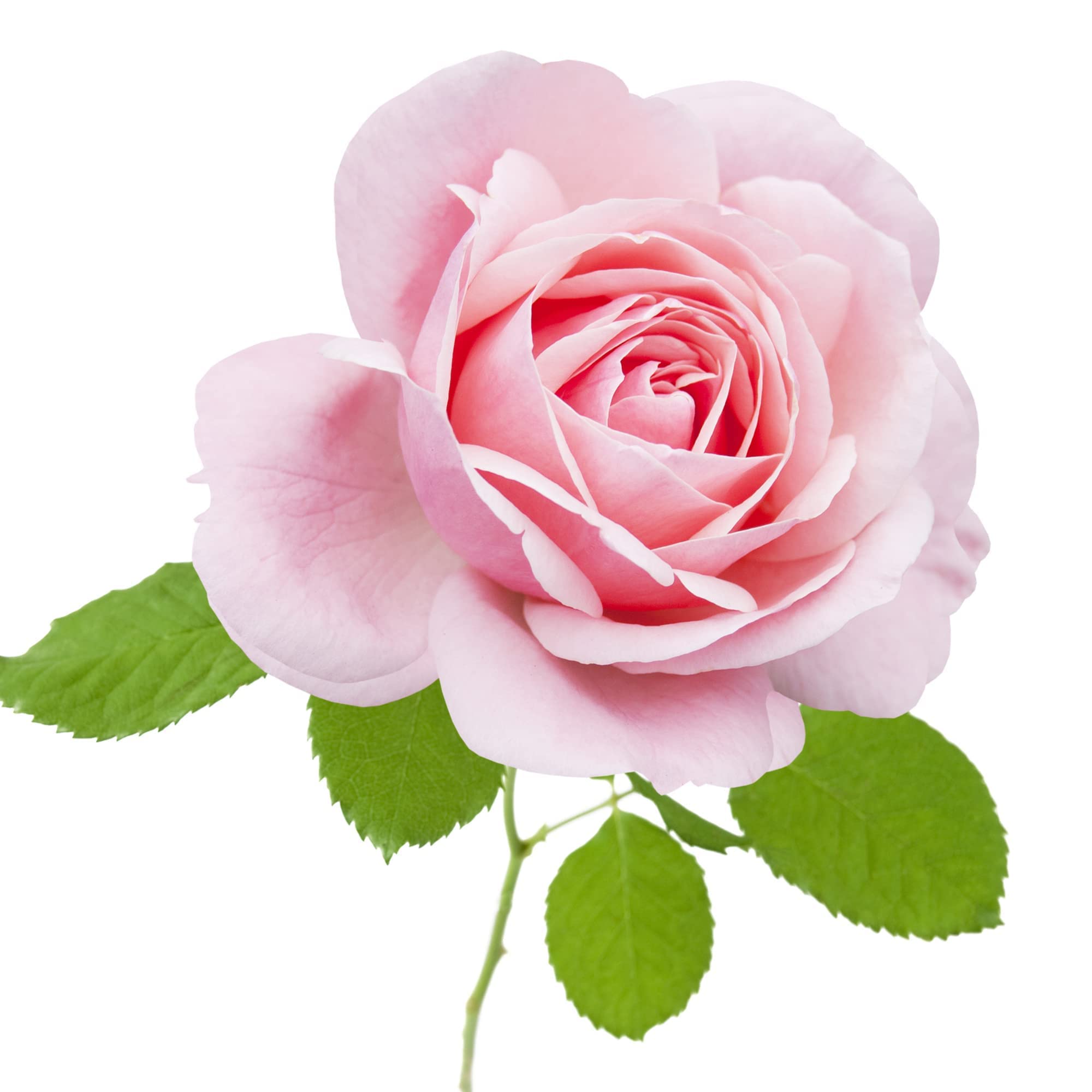 Floribunda Rose Plants, 'Queen Elizabeth', 2 x Full Plants in 5 Litre Pots, Rose Bush, Garden Roses, Garden Ready and Ready to Plant, Premium Quality Roses