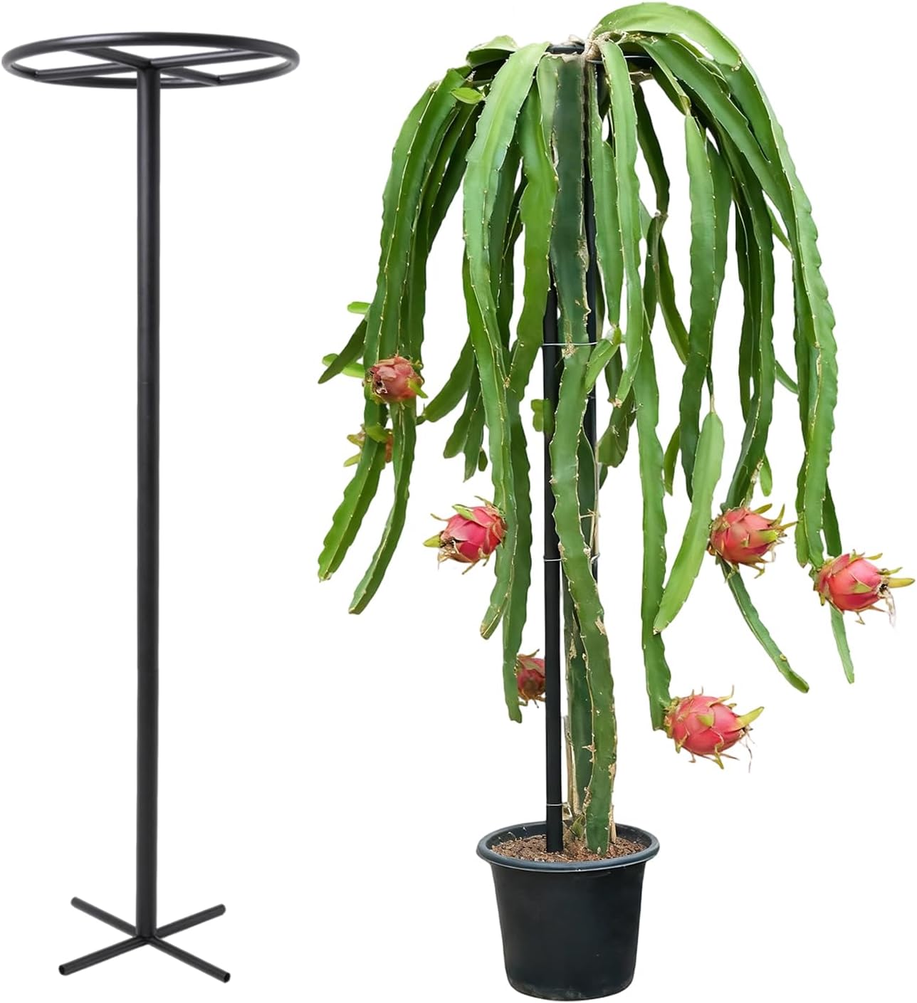 14"x14"x60" 1PCS Dragon Fruit Trellis - Durable Metal Vertical Support Frame for Climbing Plants, Easy Assembly with Instructions, for Dragon Fruit Enthusiasts