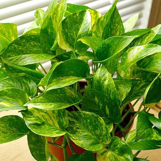 Greenursery Live Money Indoor Plant For Home and Garden with Pot (Pack of 1) (Big Leaf Money Plant) (B0CRH24VQ2) Amazon Price History, Amazon Price Tracker