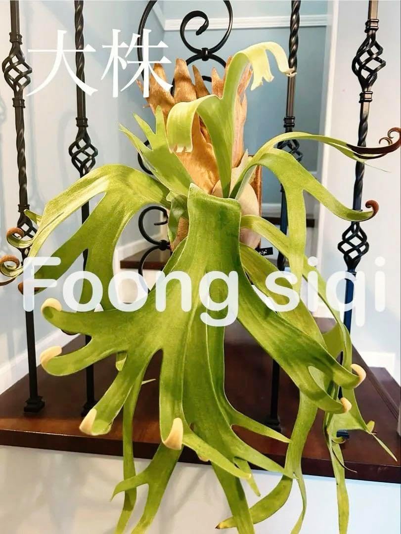 ビカクシダ Foong Siqi OC フーンシキ foong siqi 胞子撒き spore スポア 株コウモリラン