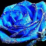 Midnight Supreme Rose Bush 20 Seeds~rare