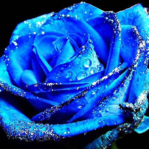 Midnight Supreme Rose Bush 20 Seeds~rare Midnight Supreme Rose Bush 20 Seeds~rare