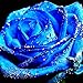 Midnight Supreme Rose Bush 20 Seeds~rare