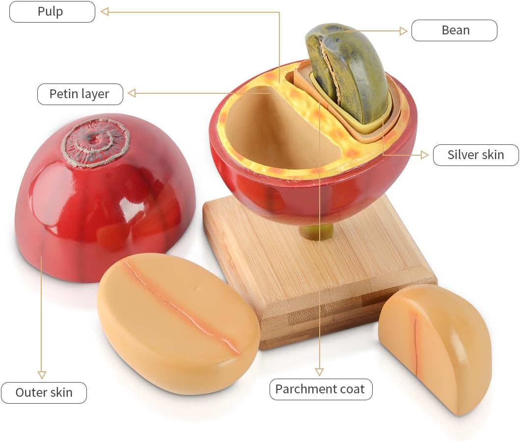 Artificial Coffee Bean Plant Tree for Crafts Coffee Table Decoration Coffee Bar Decor Accessories Tools Detachable Coffee Bean Model Resin Fake Fruit Coffee Bean with Bamboo Base for Coffee Bar