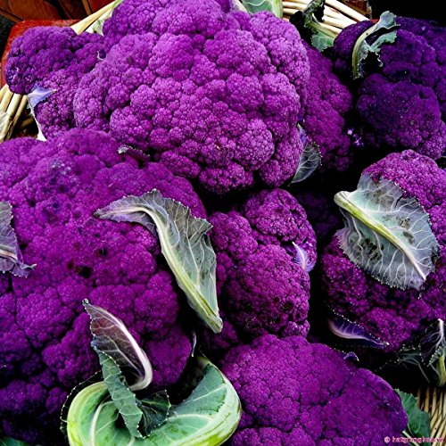 Graines de brocoli violet Graines de brocoli violet à germer Heirloom sans OGM Paquet de 100 graines