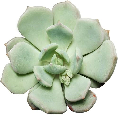 Miniatura 2 de Titanopsis Calcarea - Hoja de hormigón de 4 pulgadas, suculenta saludable, rara e inusual, viva de fácil cuidado, planta interior de casa,