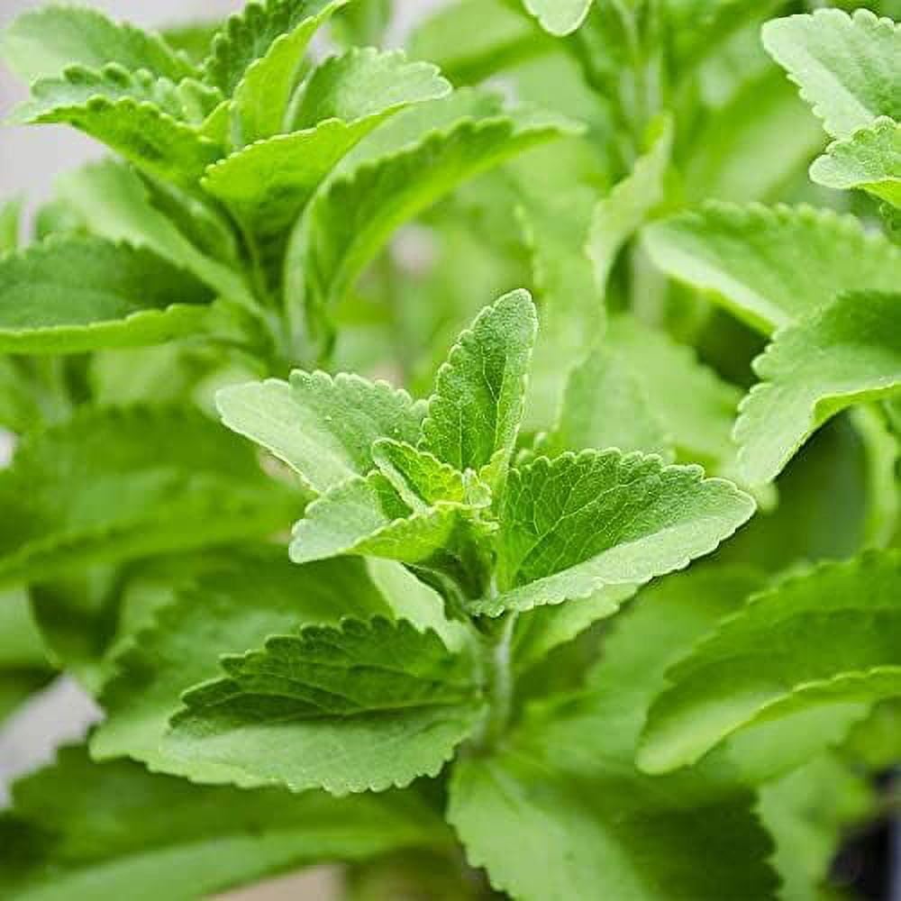 SEEDTREES Real Stevia Live Plant Sugar Free Plant Medicinal and Herbs Plant Candyleaf Plant Stevia Sweet Leaves Plant for Home with Pot, 1 Count (B0CY2HQF6F) Amazon Price History, Amazon Price Tracker