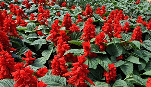 SALVIA SPLENDES ROSSA NR.100 SEMI