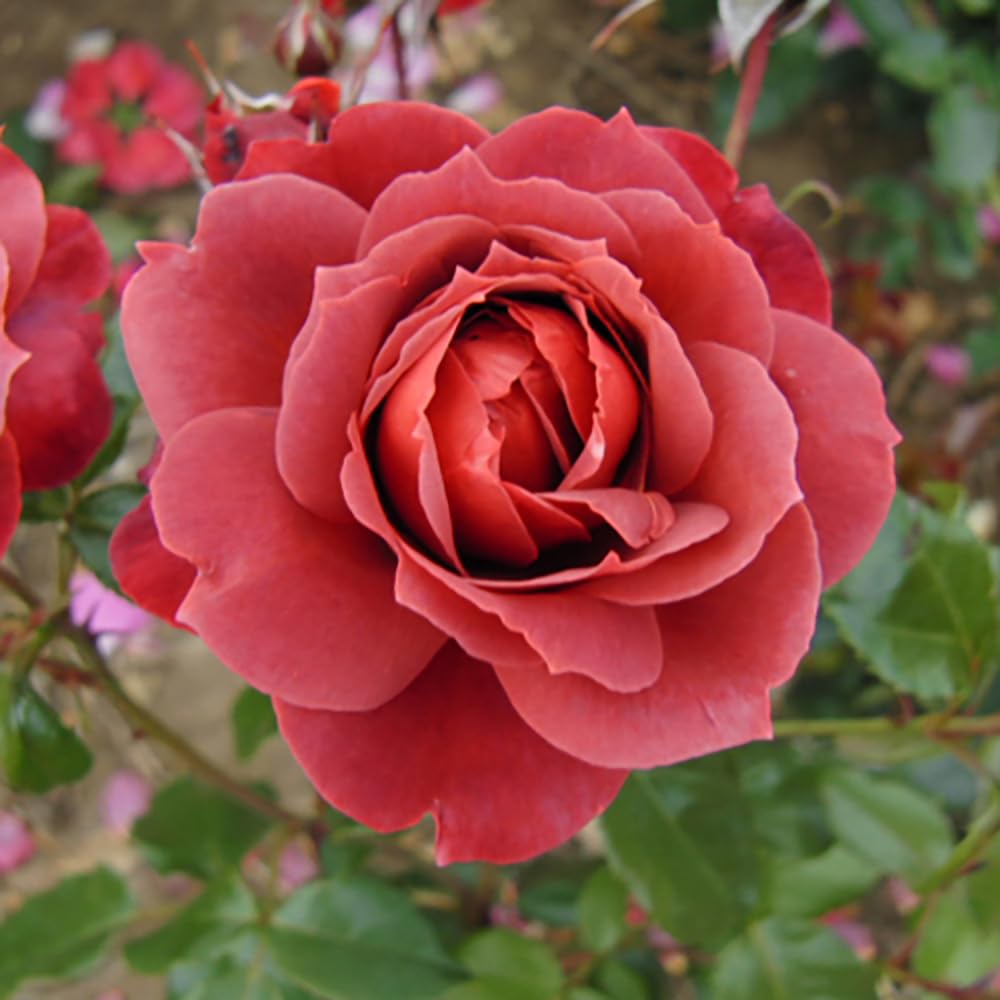 YouGarden Rose Hot Chocolate Shrub - Large - Red