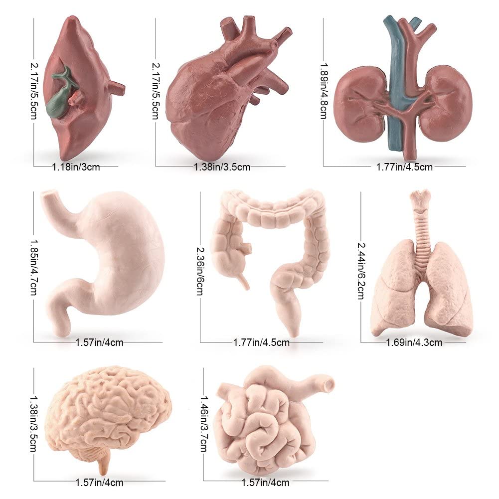 Modello educativo, modello anatomico di 8 parti del cervello umano, modello anatomico di anatomia del cervello umano anatomico con arterie per lo studio della scienza nel