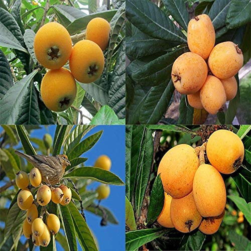 Maserfaliw Loquat Tree Seed 20Pcs Loquat Tree Seed Moistening Lung Relieving Cough Fruit Garden Yard Plant Loquat Seed
