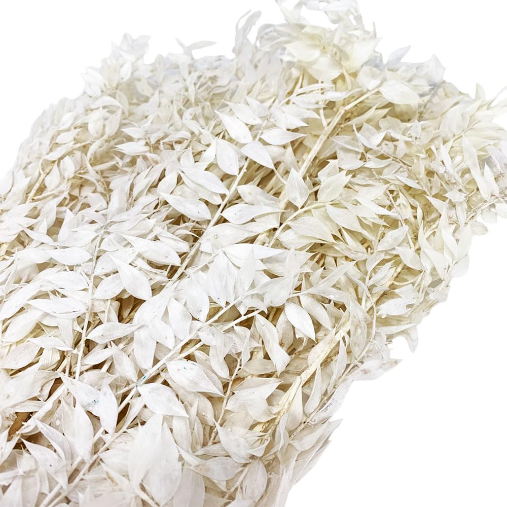 FloristryWarehouse Preserved Dried Ruscus Foliage Bundle 100g White Up To 80cm/31in