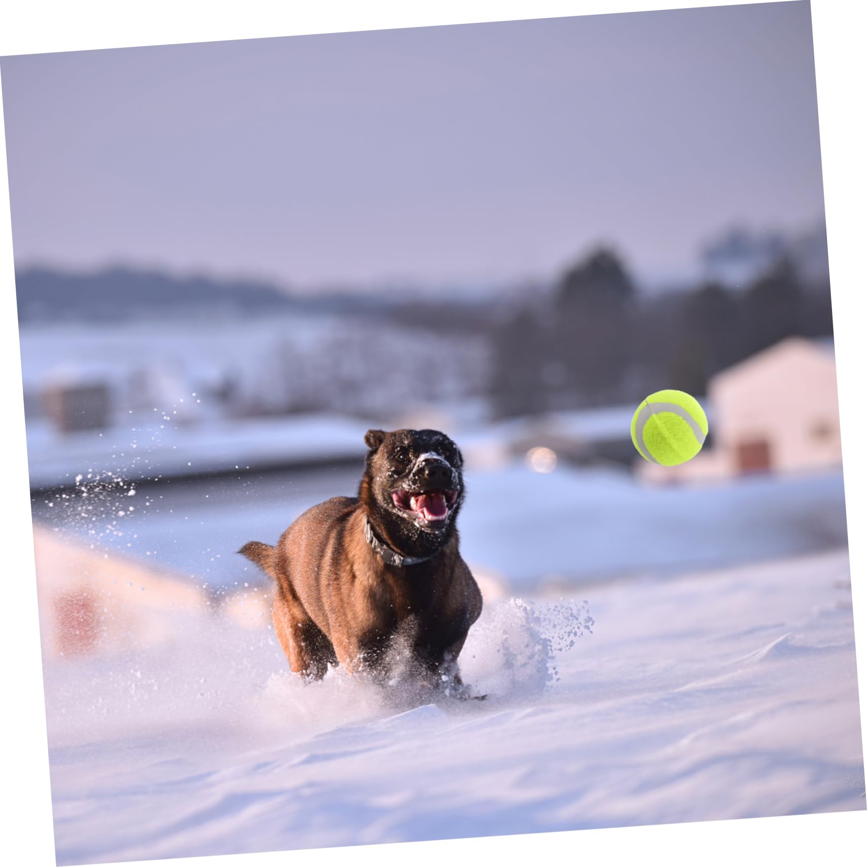 BESPORTBLE Interaktive Hundespielzeugbälle 22 Stück Hüpf-tennisbälle Hundetrainingsbälle Quietschend Robustes Spielzeug für Haustiere