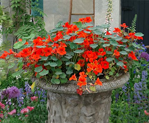 Creative Farmer Flower Seeds : Nasturtiums Plant Live Plant Seeds Garden [Home Garden Seeds Eco Pack] Plant Seeds (B078RGN5HL) Amazon Price History, Amazon Price Tracker