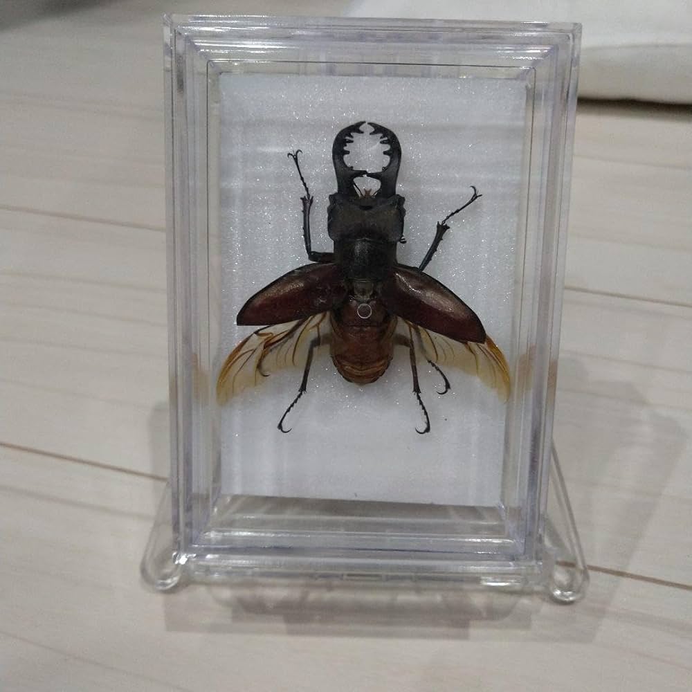 Amazon.co.jp: クワガタ 標本 ケースとスタンド付き : ペット用品