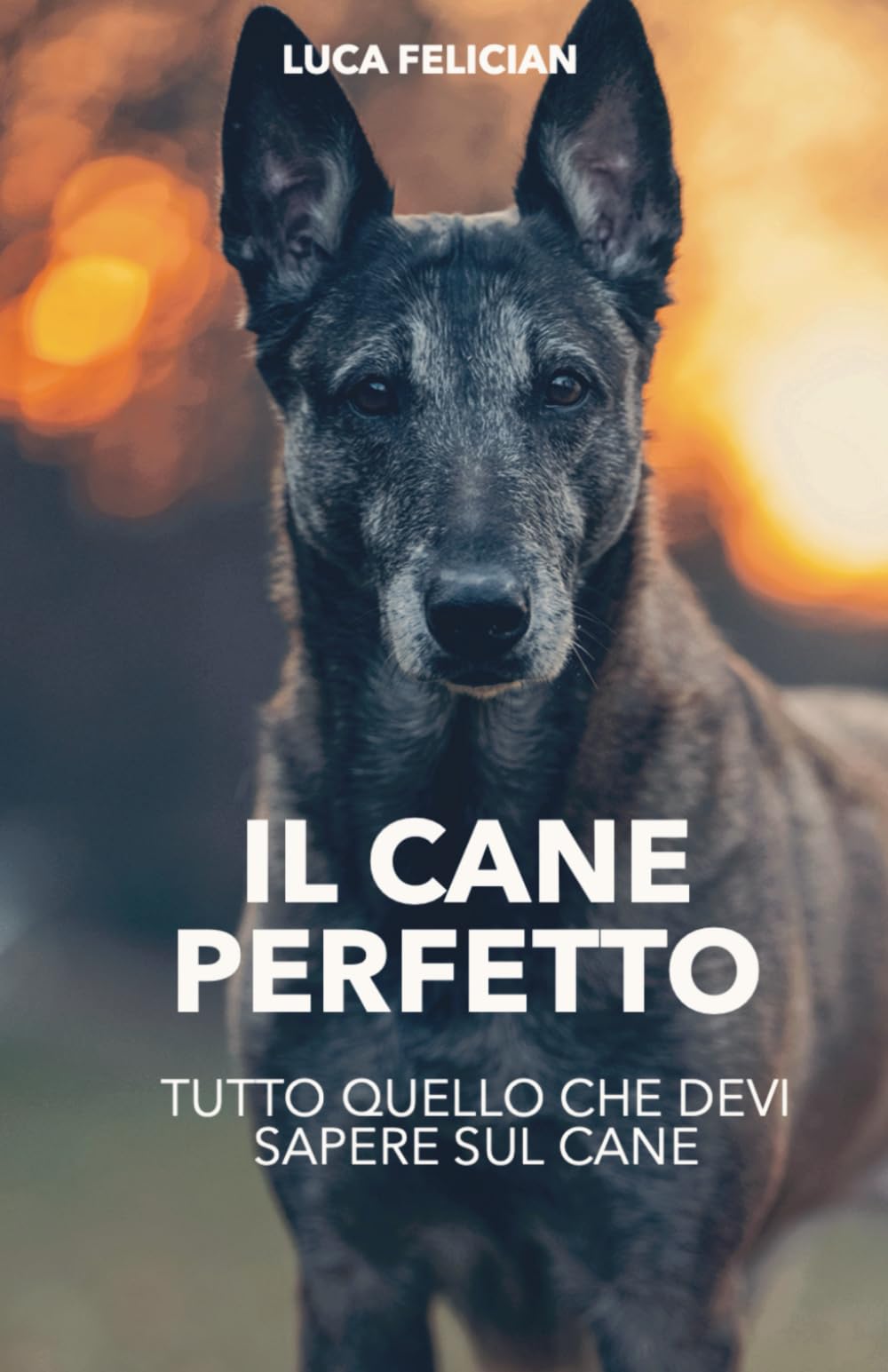 IL CANE PERFETTO: Tutto quello che devi sapere sul cane