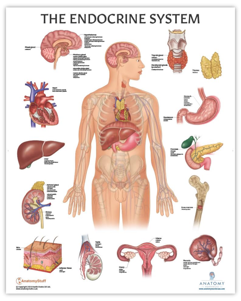 Anatomy Lab Human Endocrine System Anatomy Poster, 17.3 x 22.5 Inches, Body System Diagram, Anatomical Chart for Education Learning and Students.