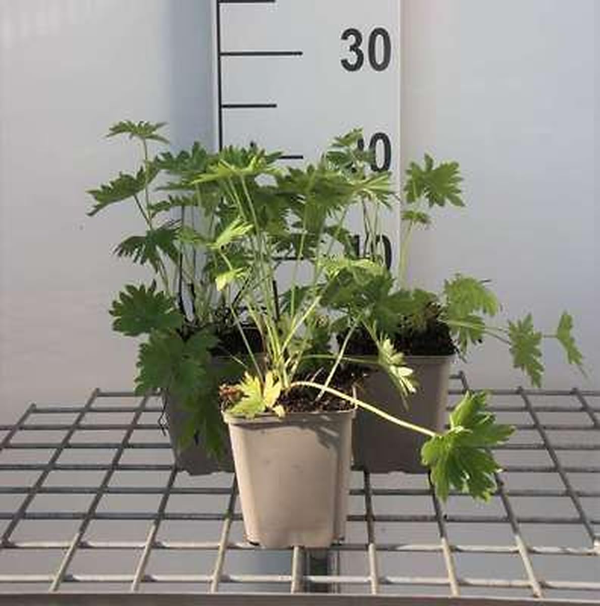 6x Pied d'alouette - Delphinium (b) 'Casa Blanca' | 9x9 cm pot