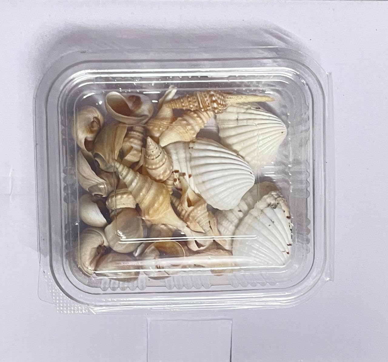 NEXTSTEP1 Worship Trading Artificial Mix Sea Shell for Jewelry Making Craft Decoration Big Size Half Shape Spiral Shell | Aquarium Decoration (B0D6C2G7BG) Amazon Price History, Amazon Price Tracker