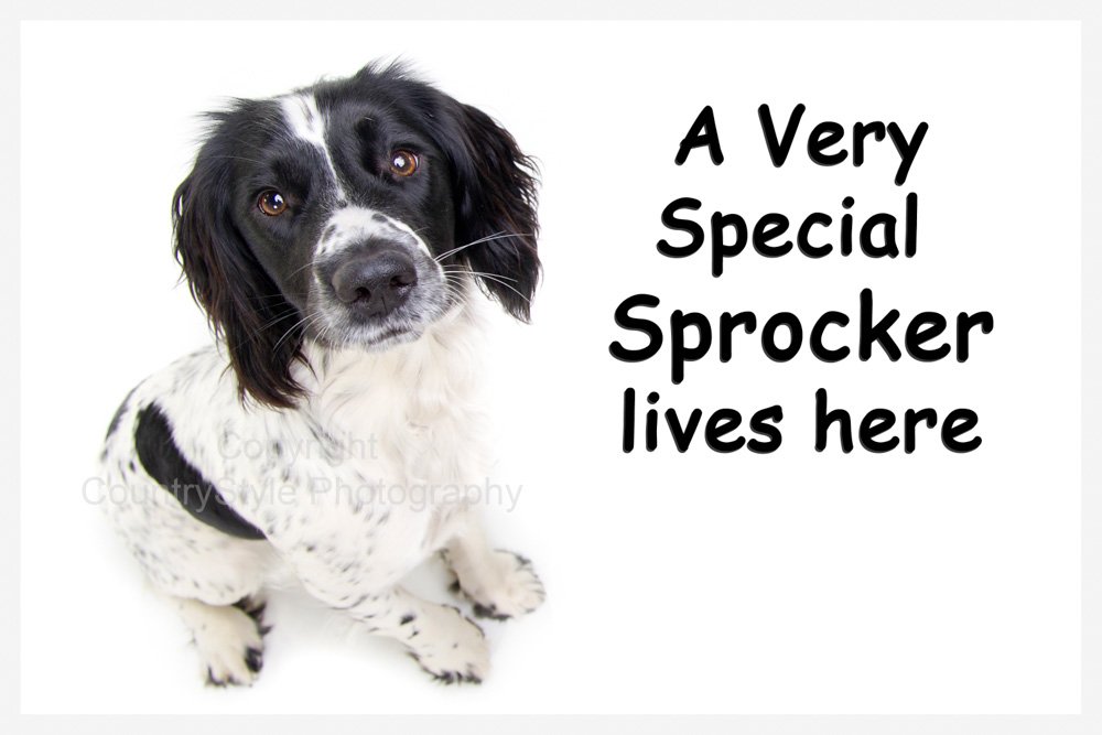 Sprocker Spaniel Fridge Magnet - A Very Special Sprocker Lives here