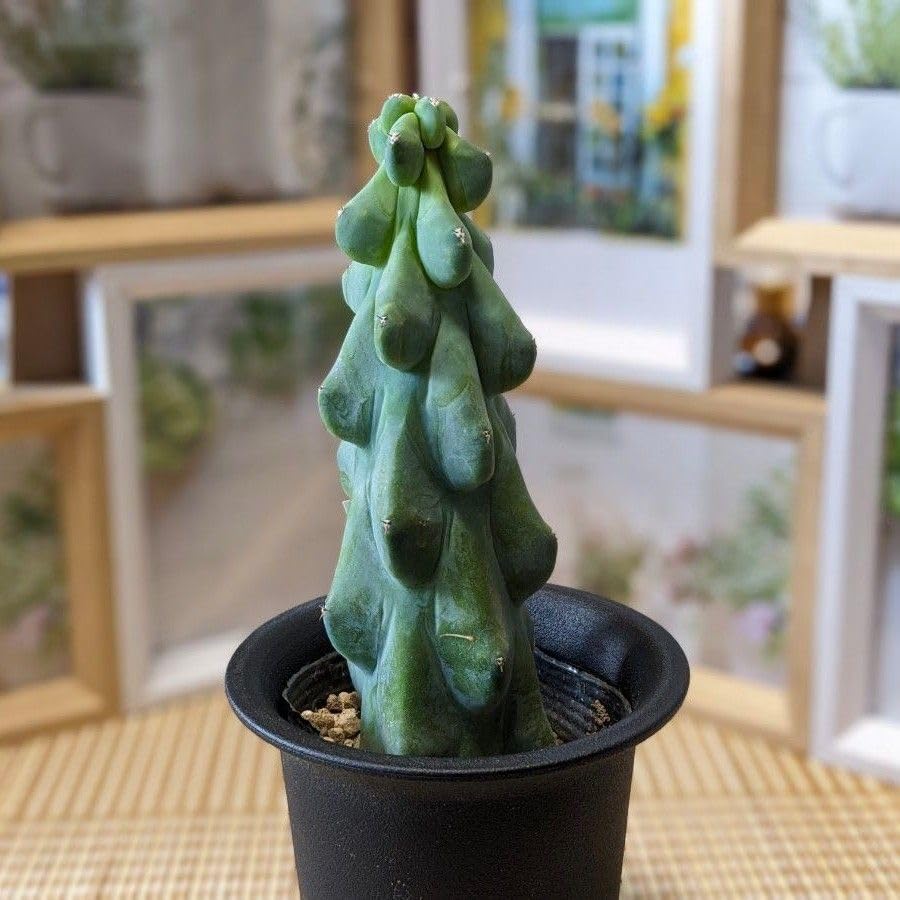 Amazon.co.jp: 多肉植物 サボテン 福禄竜神木 ミルチロカクタス 1