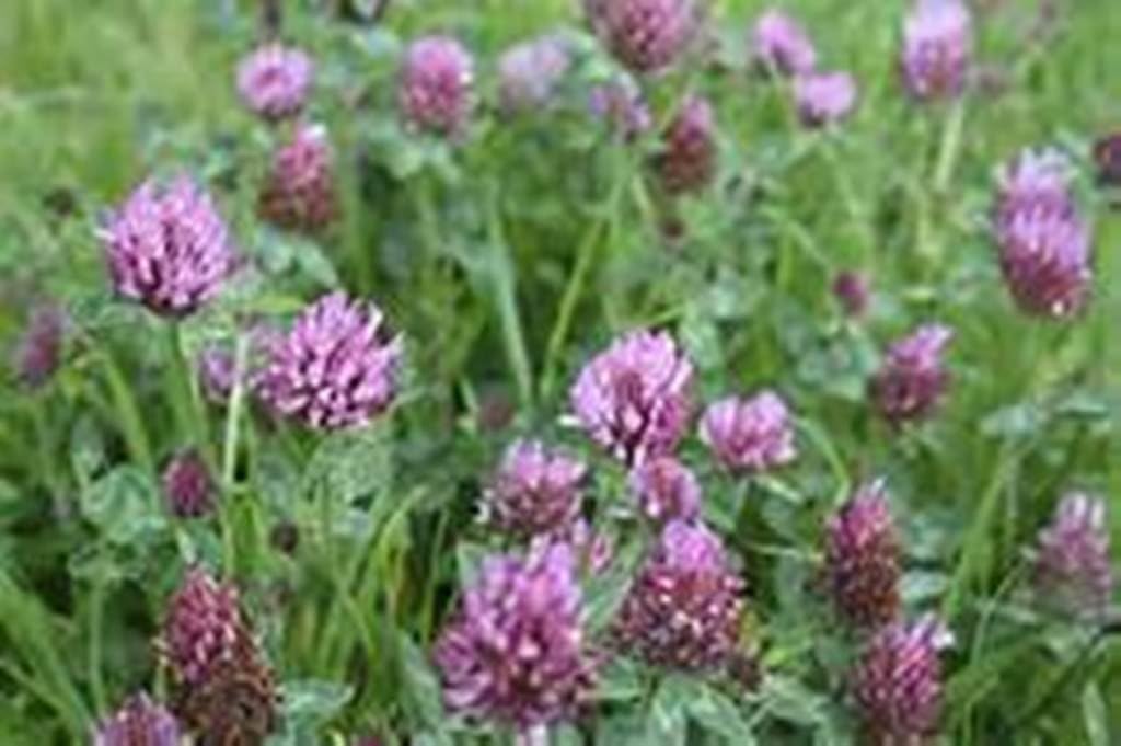 Alsike Clover Seeds - 5 lb Bags