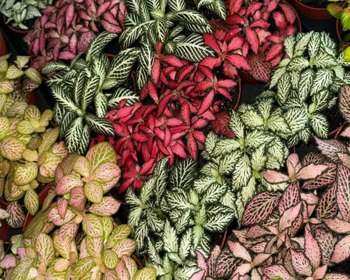 Fittonia Plant Seeds 60pcs Mixed