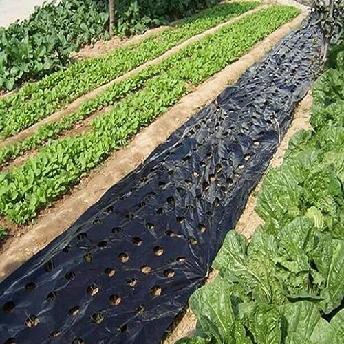 5 agujeros de plástico negro para verduras agrícolas, láminas de plástico negro, planta de planta de plástico negro mulch película perforada de educación física para planta de jardín mulch membr