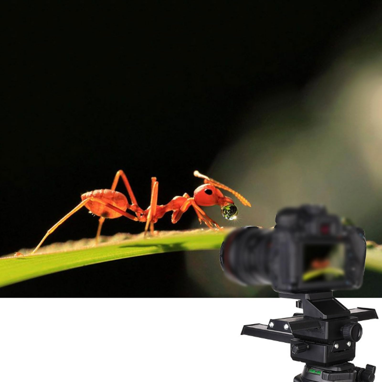 FROON Macro Gimbal con regolazione fine dell'asse X/Y, doppia scala da 0-10 cm, piastra a sgancio rapido, carico 3 a 7 kg for fotocamere Mirrorless